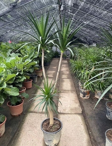 江北花卉租摆公司