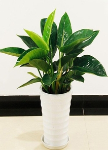 探秘宁波江北植物出租，价格详情大揭秘！